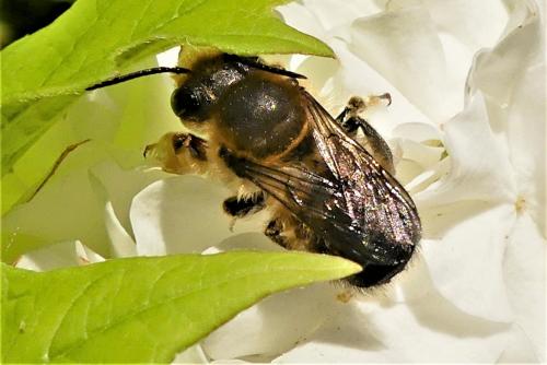 Megachile willughbiella
